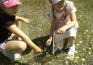 Dzieci zbierają rośliny.