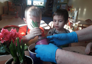 Dzieci sadzą hiacynty.