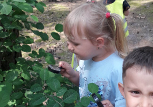 Dzieci obserwują liście grabu.
