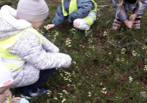 5-latki zbierają gałązki na domek dla jeża