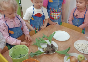 Zgromadzone cebulki do kącika przyrody.